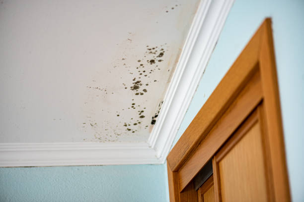 Best Attic Mold Removal  in Jupiter, FL