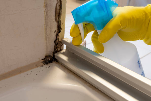 Home Mold Removal in Jupiter, FL