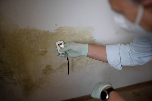 Office Mold Removal Services in Jupiter, FL
