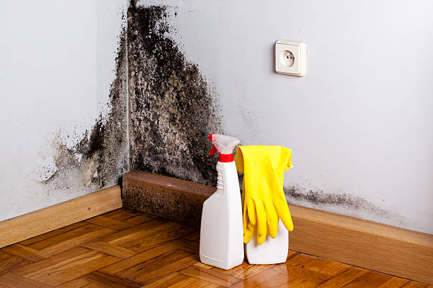 Mold Removal and Inspection in Jupiter, FL